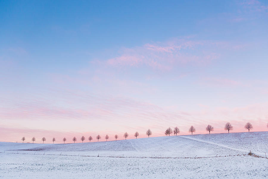 Sunset sky and trees blue and pink Photograph by Matthias Hauser