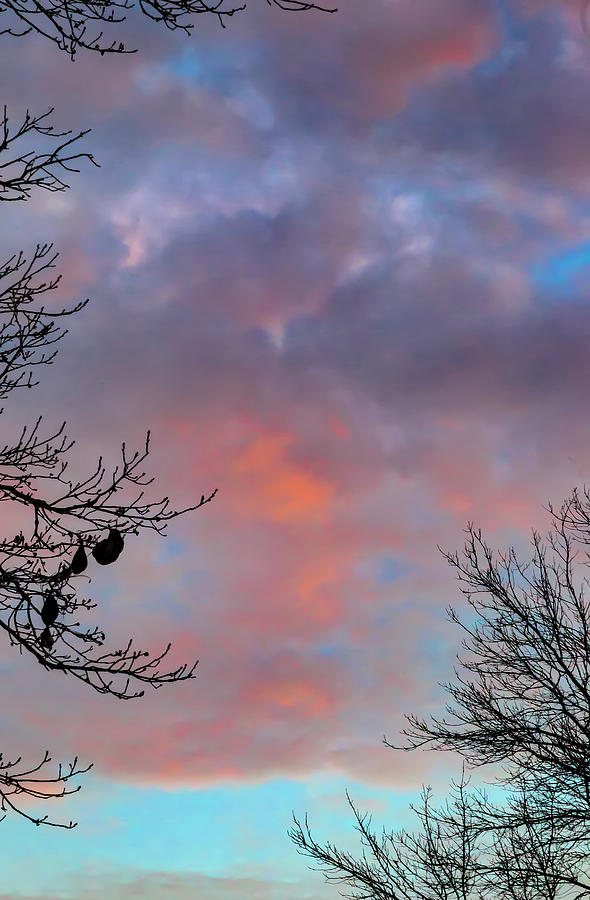 Sunset Sky Clouds and Trees in Winter Photograph by Robert Ullmann