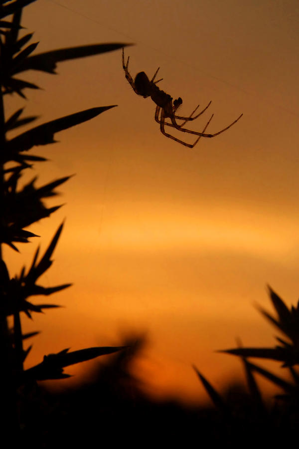 Sunset Spider Photograph by Serena Bowles - Fine Art America