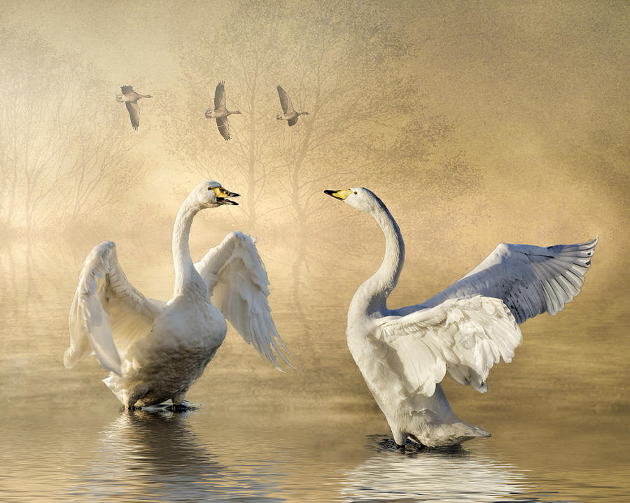 Swan Photograph - Sunset squabble by Brian Tarr