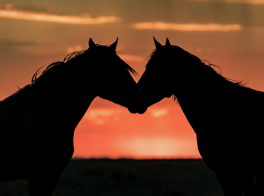 Sunset Stallions Photograph by Kent Keller