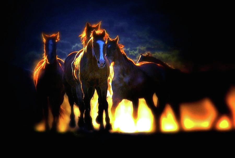 Sunset Stampede Photograph by Judy Jones Fine Art America