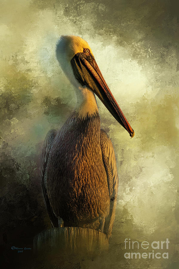 Pelican Photograph - Sunset Stare by Marvin Spates