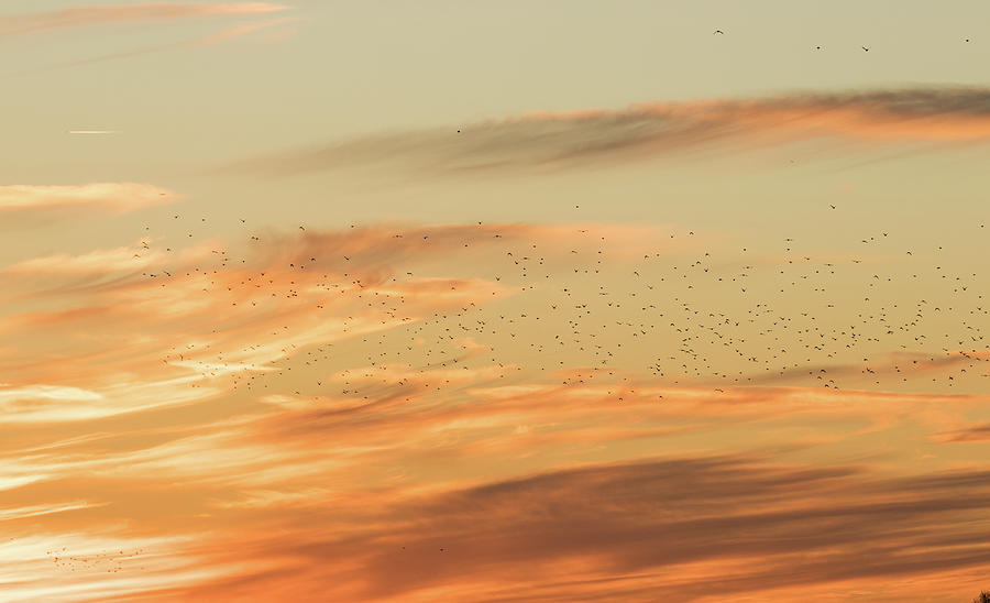 Sunset Starlings Photograph by Wendy Cooper