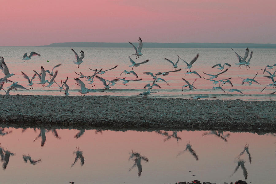Seagull Photograph - Sunset Strip by G  Teysen