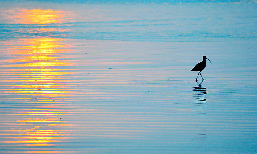 Sunset Stroll Photograph by AJ  Schibig