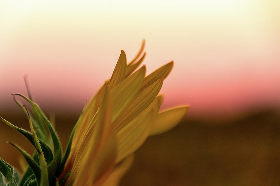 Sunset Sunflower Photograph by Jay Stockhaus