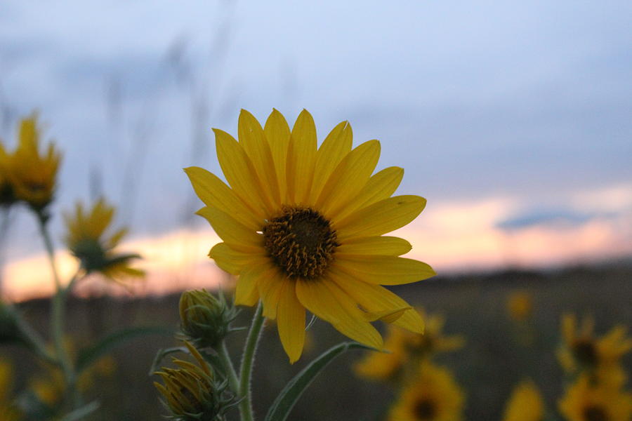 Sunflower Photograph - Sunset Sunflower by Weathered Wood