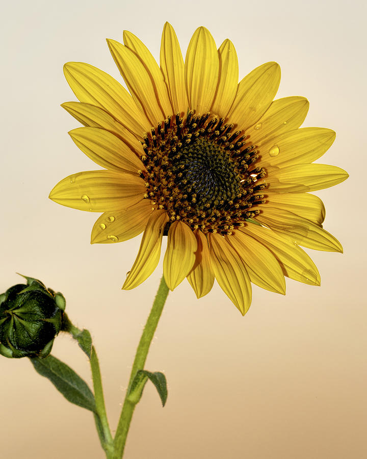 Sunset Sunflower Photograph by Rob Graham