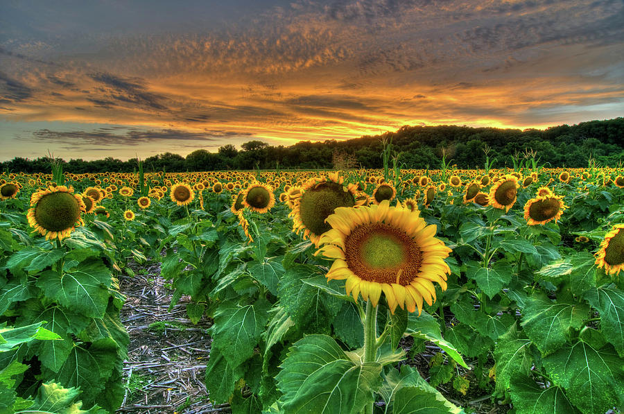 Sunset Sunflowers Photograph