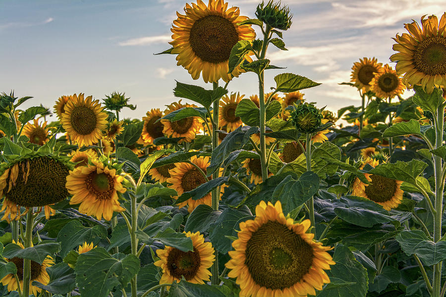 Sunset Sunflowers The Classic Sort 0f Photograph by Angelo Marcialis