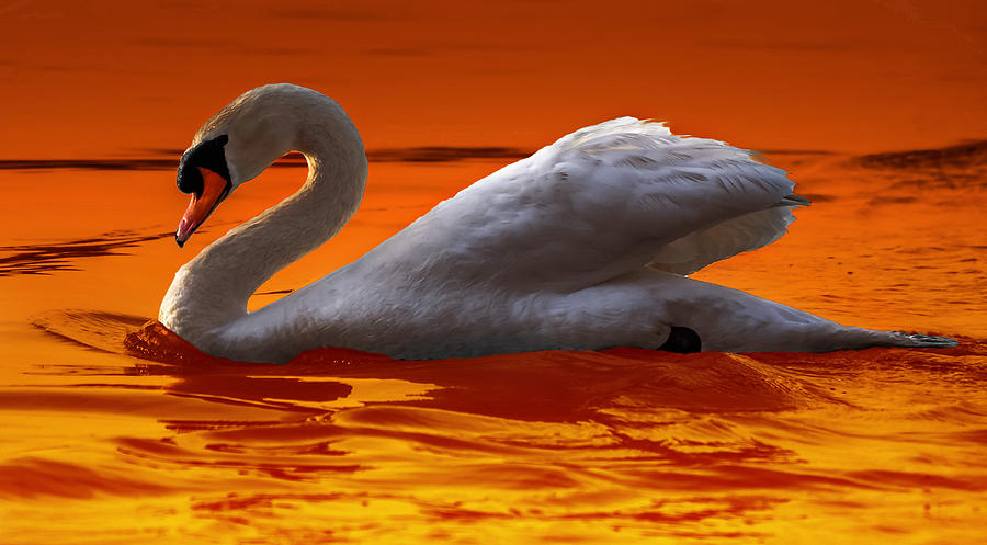 Bird Photograph - Sunset Swan 3 by Brian Stevens