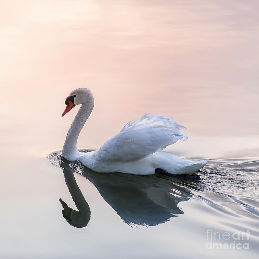 Sunset swan 1 Photograph by Elena Elisseeva