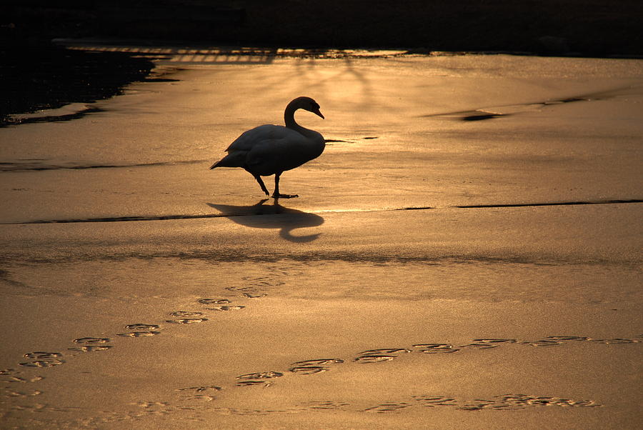 Sunset Swan Photograph by Richard Bryce and Family