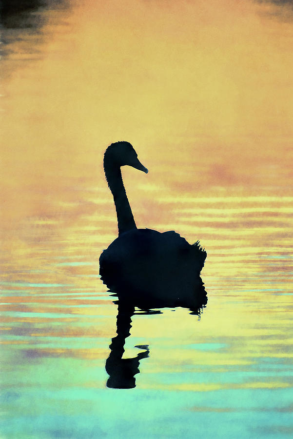 Wreck Pond Sunset Swan Silhouette Photograph by Ron Schiller - Pixels