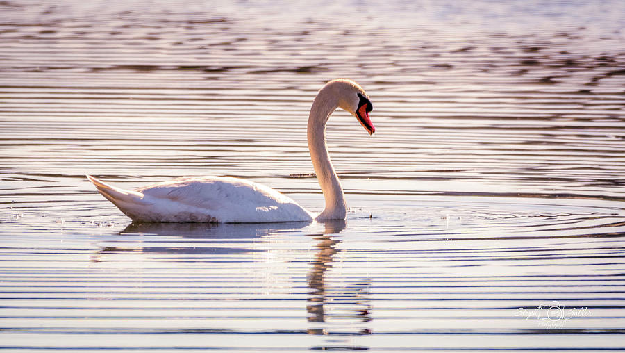 Sunset Swan Photograph by Steph Gabler