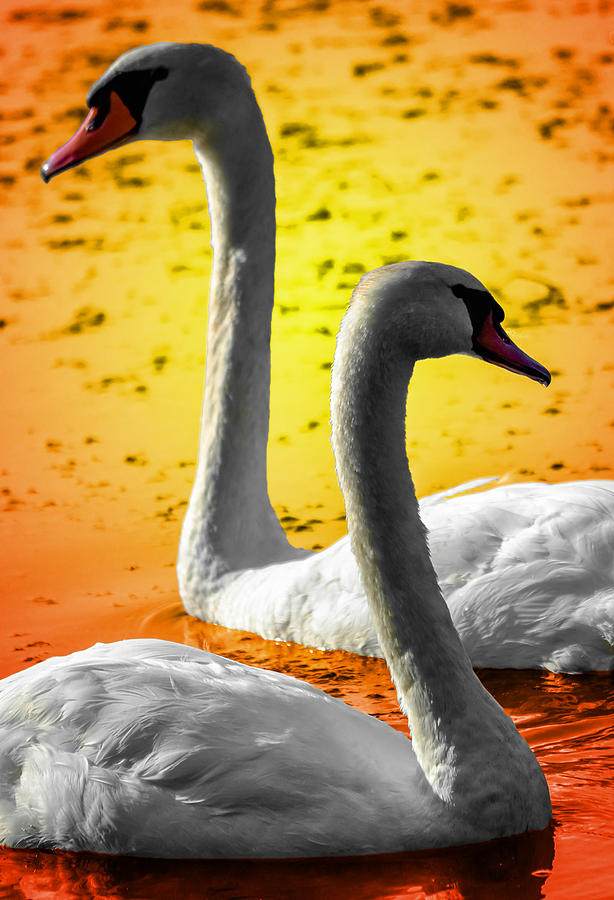 Sunset Swans 2 Photograph by Brian Stevens