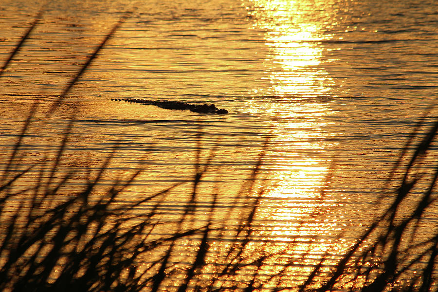 Sunset Swim Photograph by Cynthia Guinn