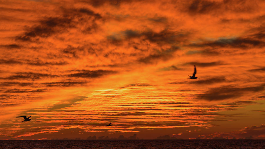 Sunset Terns Venice Florida Photograph by Lawrence S Richardson Jr