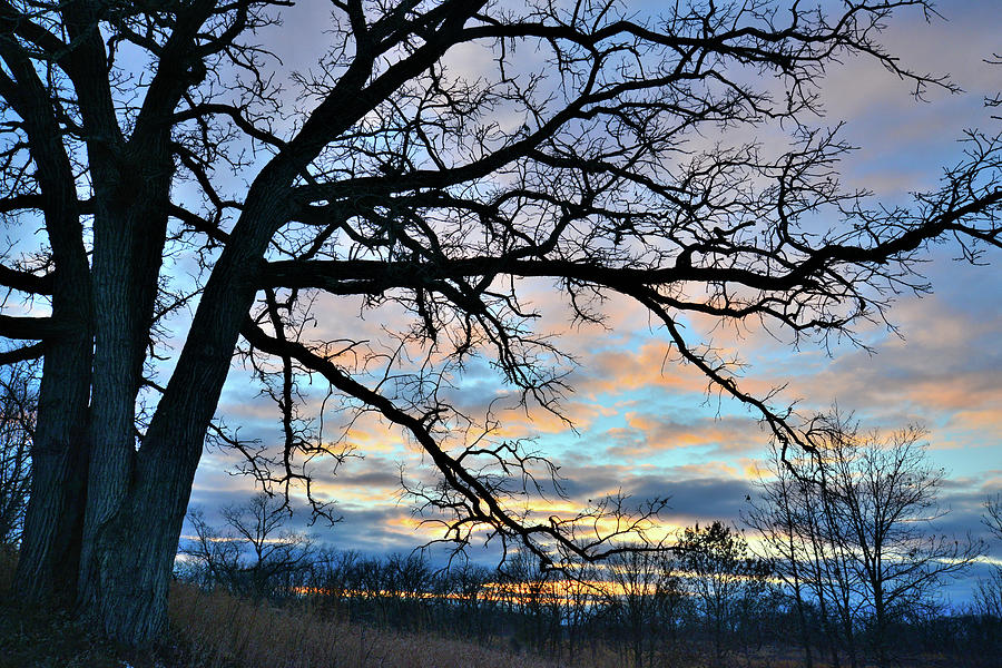 Sunset Through Glacial Park Oak Tree Photograph by Ray Mathis