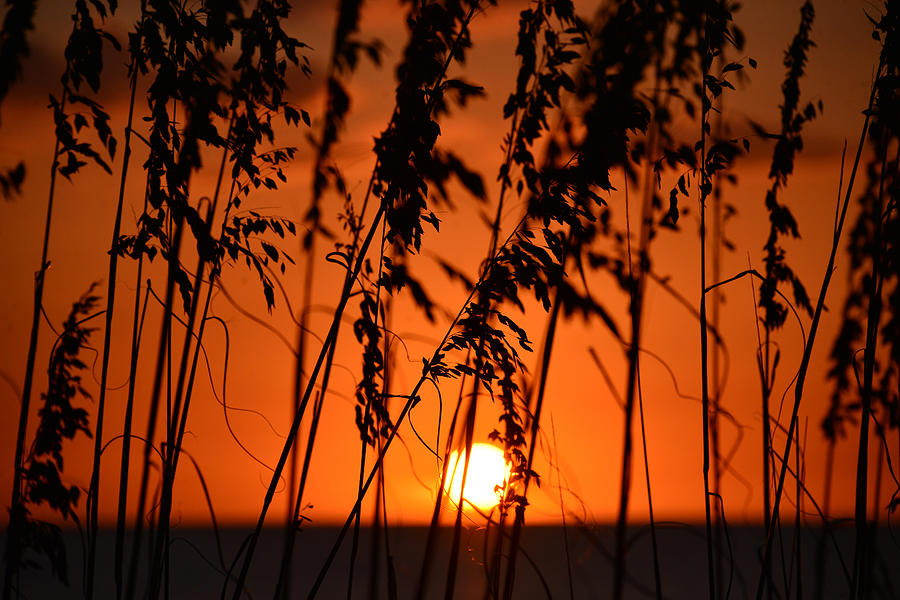 Sunset through Sea oats Photograph by David Lee Thompson