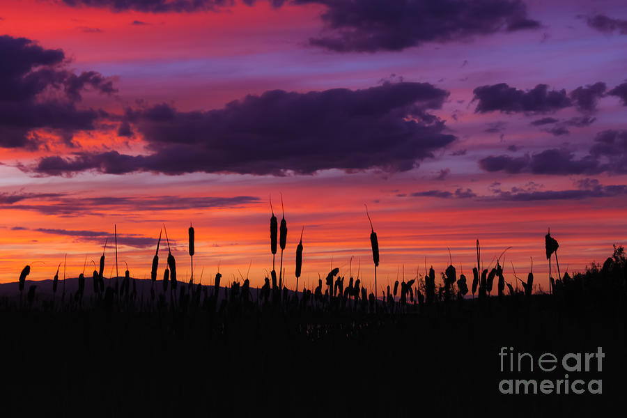 Sunset Through the Cattails Photograph by Amy Sorvillo