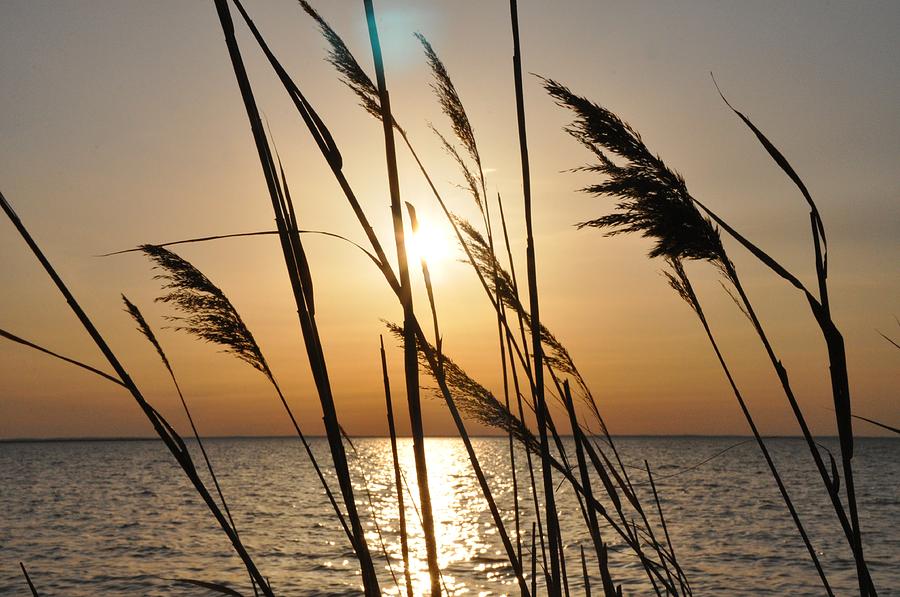 Sunset Through the Dune Grass Photograph by Bill Cannon
