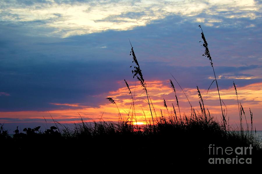 Sunset Through the Oats Photograph by Robert Wilder Jr
