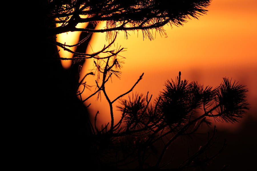 Sunset Photograph - Sunset through the Pine by Sanna Jane Fase