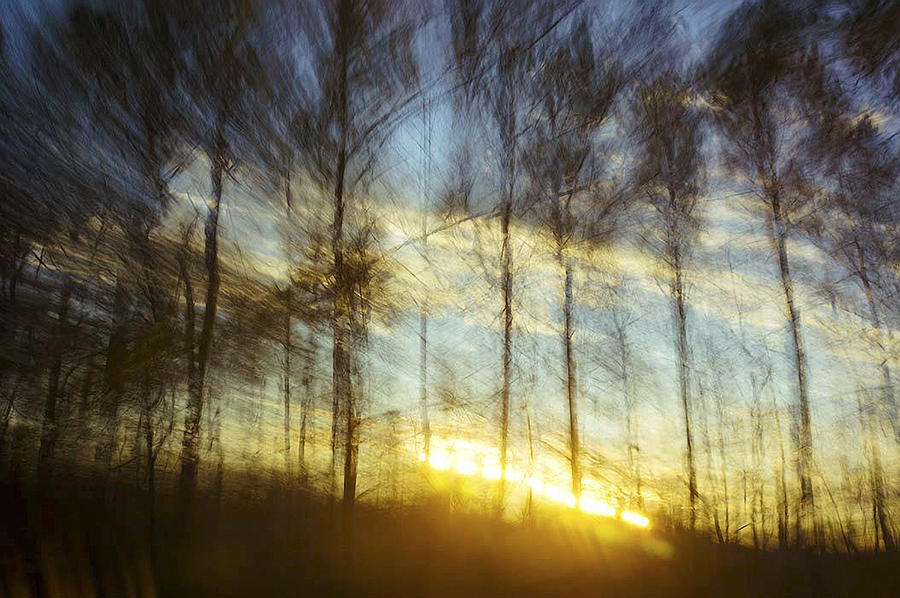 Sunset Through the Pines Photograph by Gerald Grow