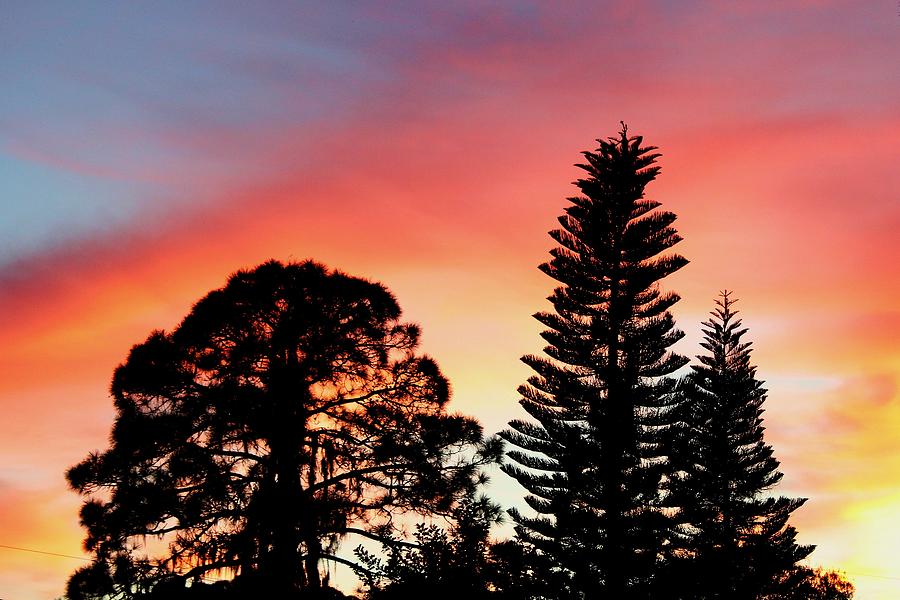 Sunset Through the Pines Photograph by Robert Wilder Jr