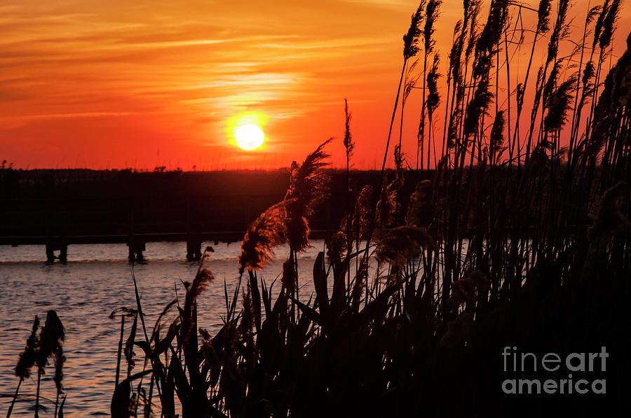 Sunset through the Reeds Photograph by Bob Phillips