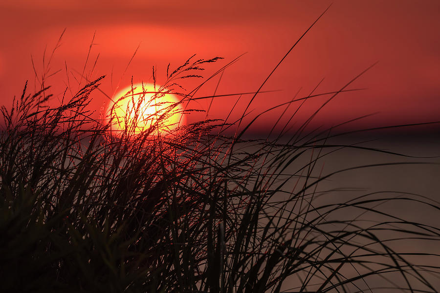 Sunset Photograph - Sunset Through The Reeds Lavallette NJ by Terry DeLuco