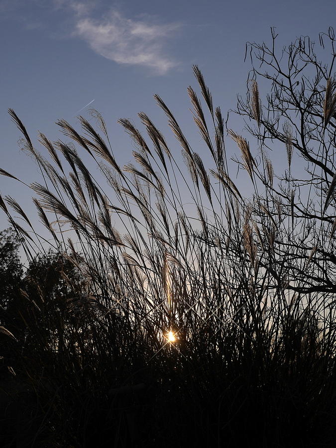 Sunset through the Rushes Photograph by Jack Riordan