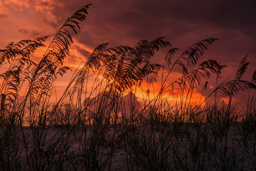 Sunset through the sea oats Photograph by Zina Stromberg