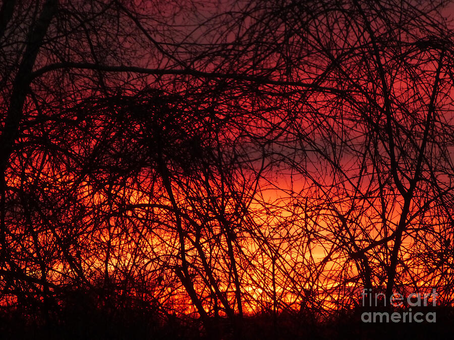 Sunset Through the Tangle Digital Art by Dee Flouton
