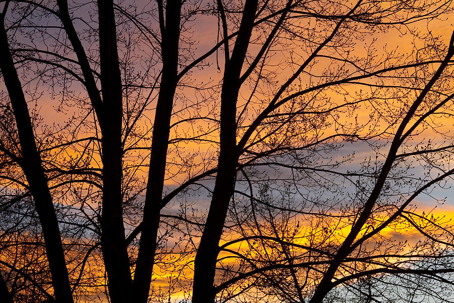 Sunset Through the Tree Silhouette Photograph by James BO Insogna