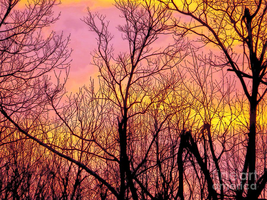 Sunset Through the Trees Photograph by Craig Walters