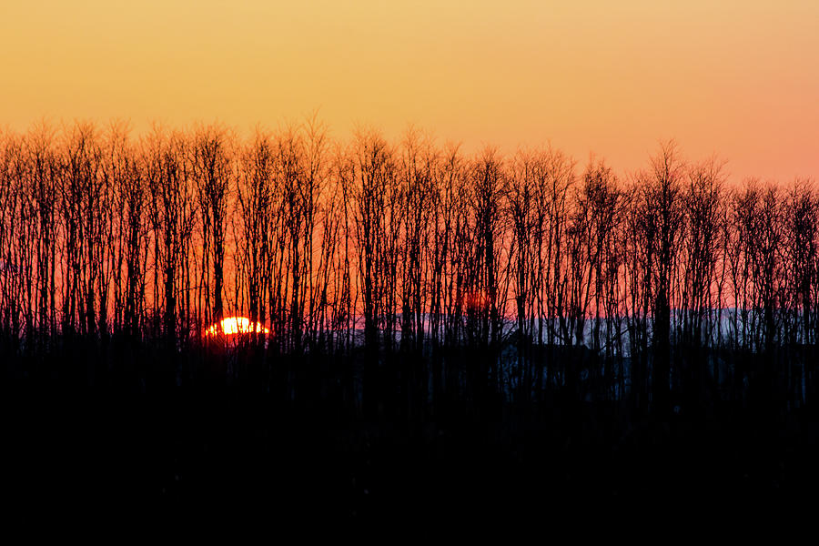 Sunset Through the Trees by Kenneth F Konjevich Sunset Through the Trees by Kenneth F Konjevich