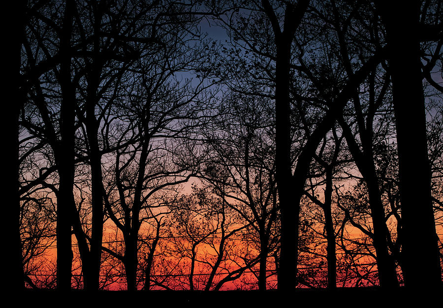 Sunset through the Trees Photograph by Mark Dodd
