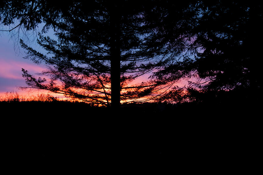 Sunset Through The Trees Photograph by Robert Braley