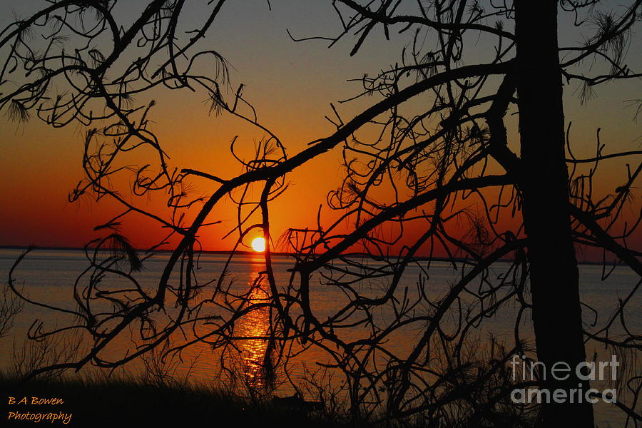 Sunset through the winding Pine Photograph by Barbara Bowen