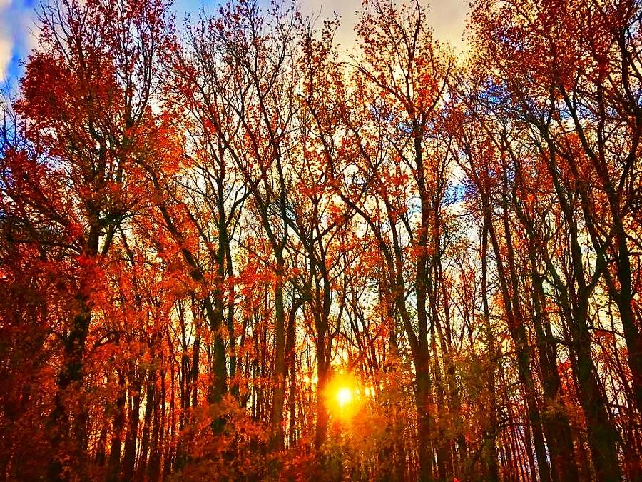 Sunset through the Woods Photograph by Shawn M Greener