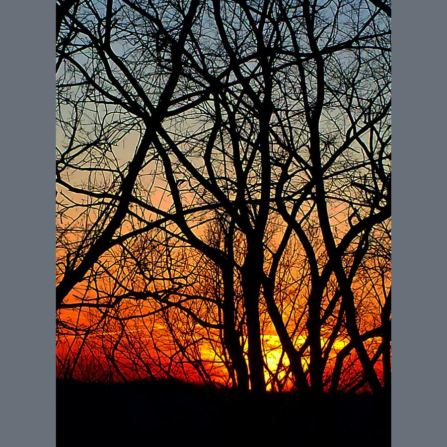 Sunset Through Trees Photograph By Michael Hills Fine Art America