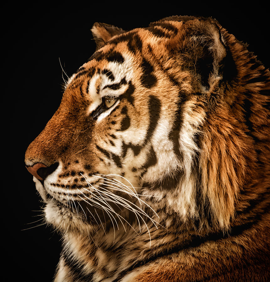 Sunset Tiger Photograph by Chris Boulton