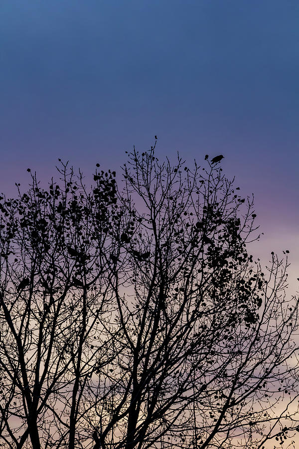 Sunset Tree and Bird Photograph by Robert Ullmann