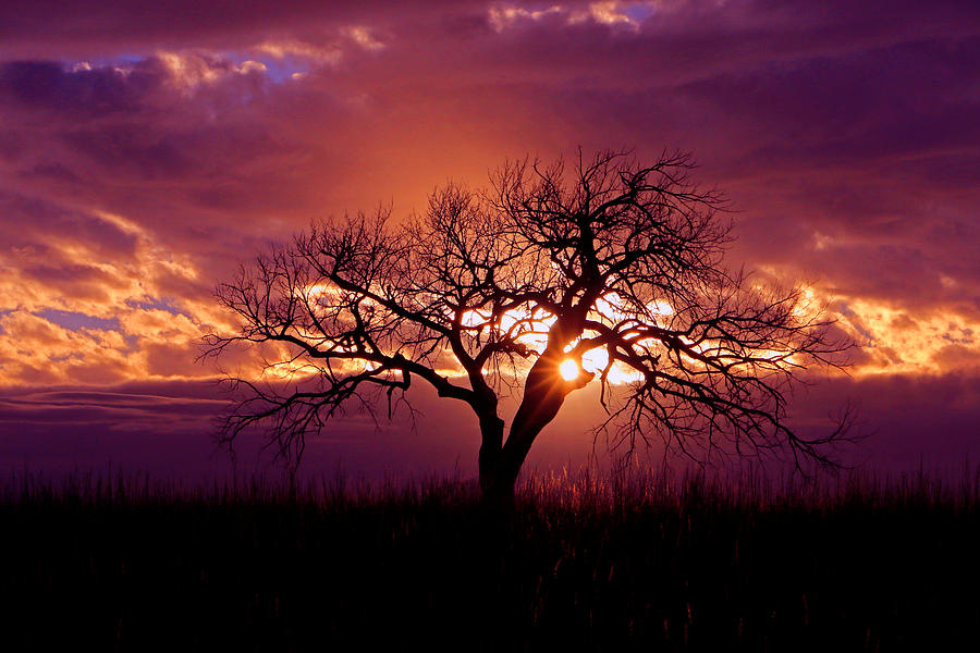 Sunset Tree Photograph by Christopher McKenzie