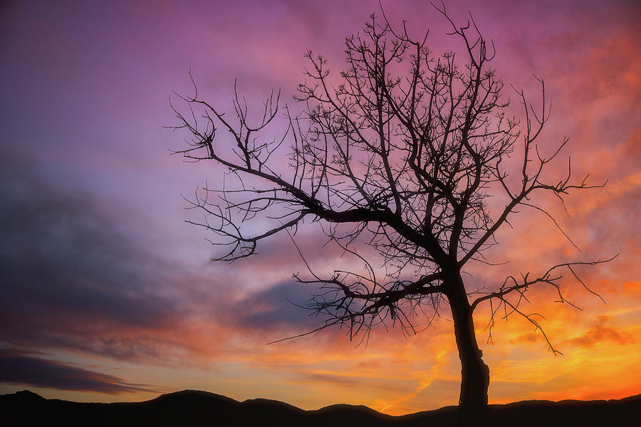 Sunset Tree Photograph by Darren White
