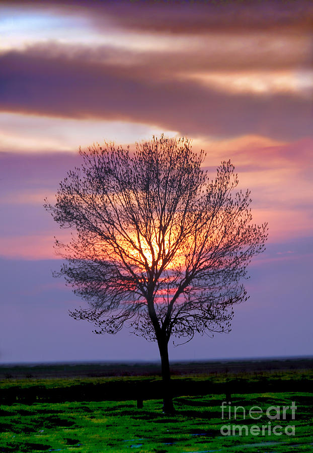 Sunset Tree in the San Joaquin Valley, California Photograph by Wernher Krutein