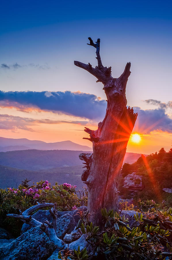 Sunset Tree Photograph by Joye Ardyn Durham